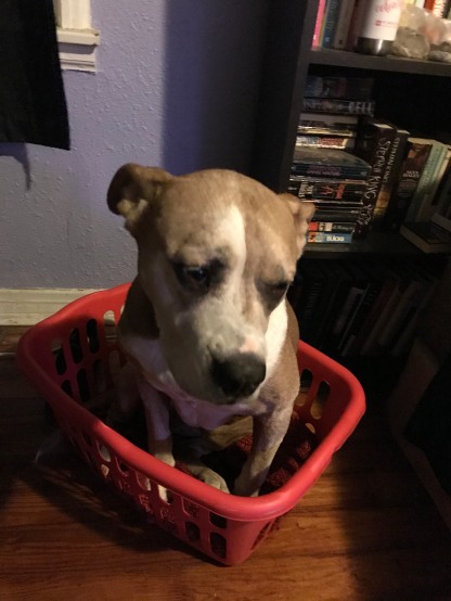 She loved putting her very big self in a very small laundry basket